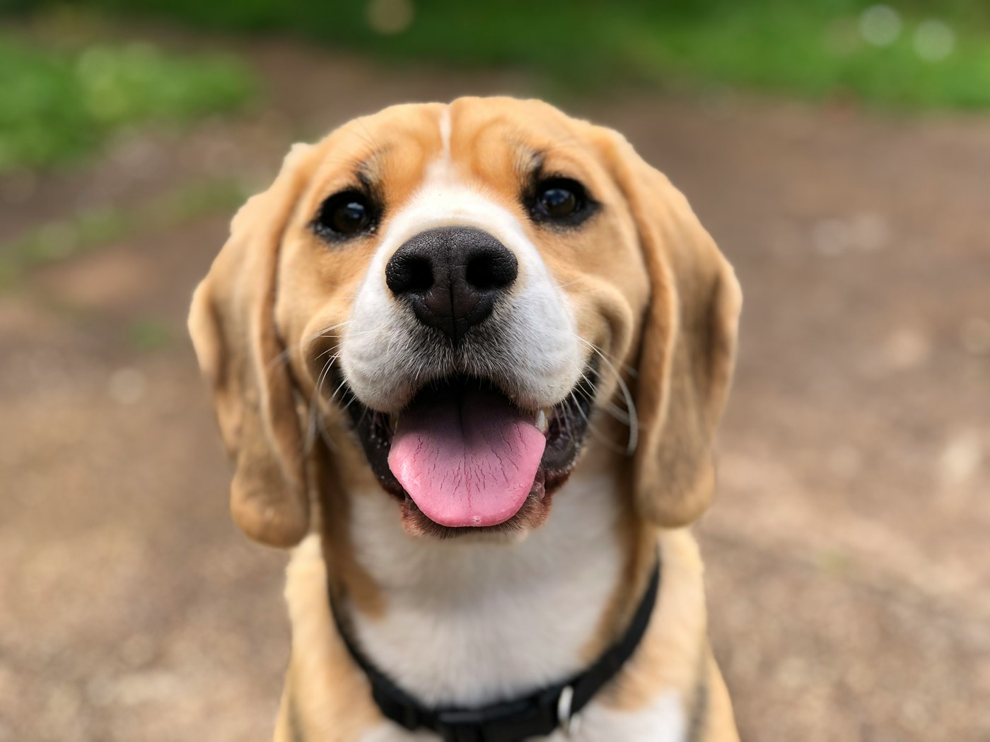 How to Keep a Small Home Clean With Pets Without Cleaning All Day