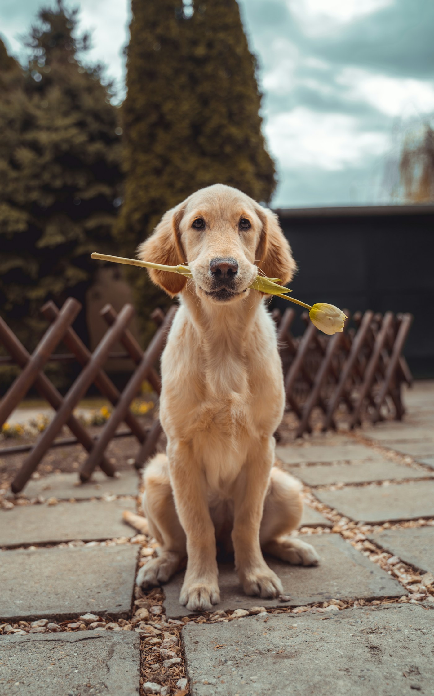 Dog near soft furnishings in a pet-friendly living room
