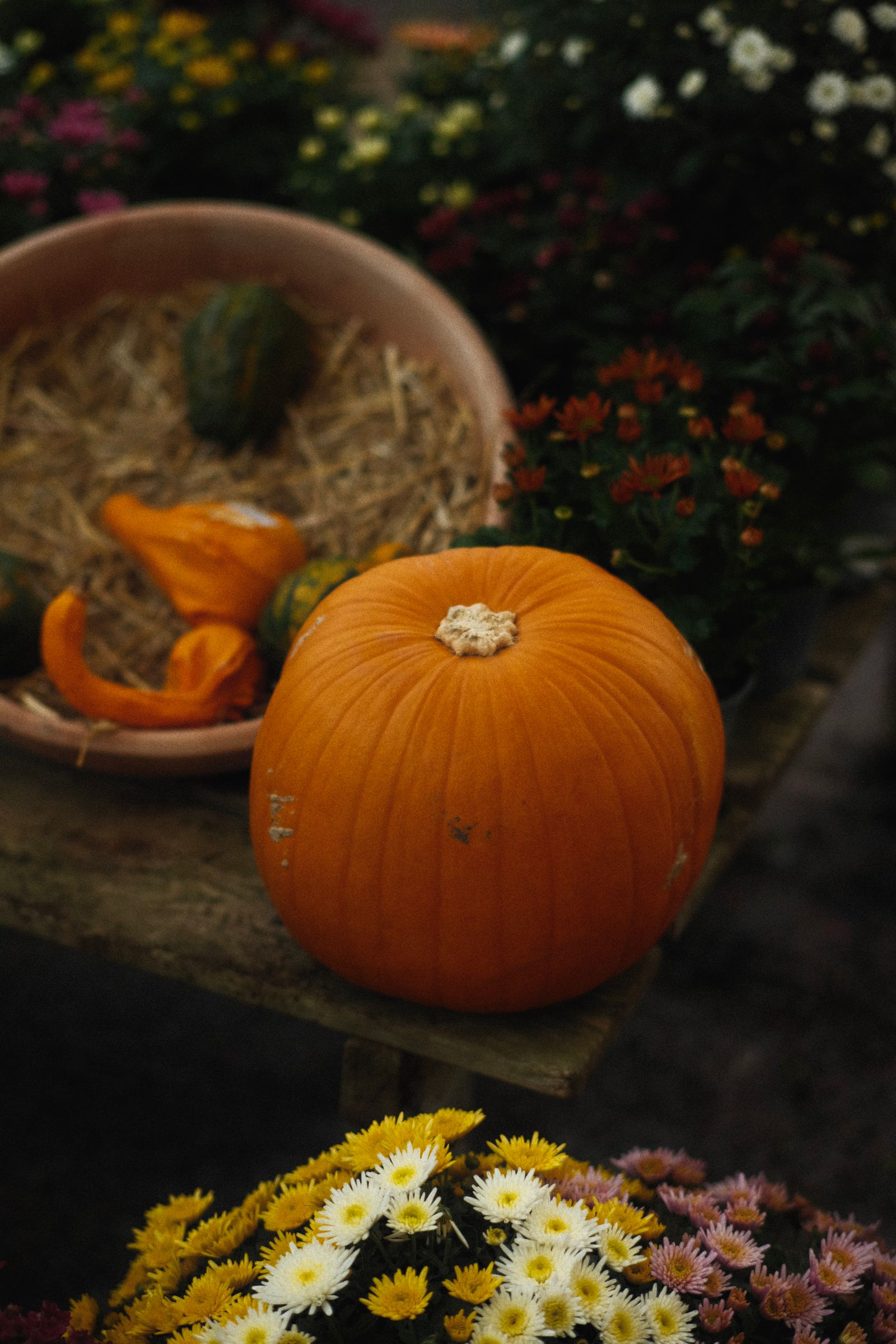 Orange pumpkin beside autumn flowers