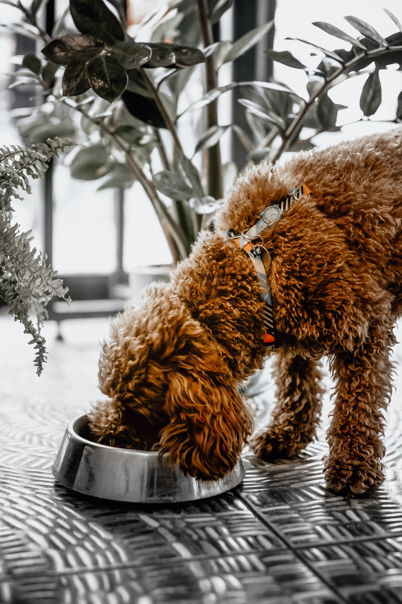 A brown dog eating from a bowl on a woven mat