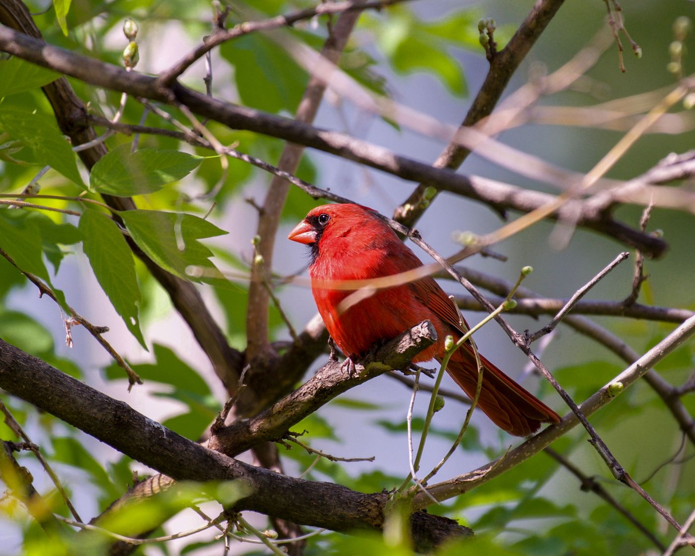 Red cardinal perched among leafy branches; an observation subject, not a household sighting