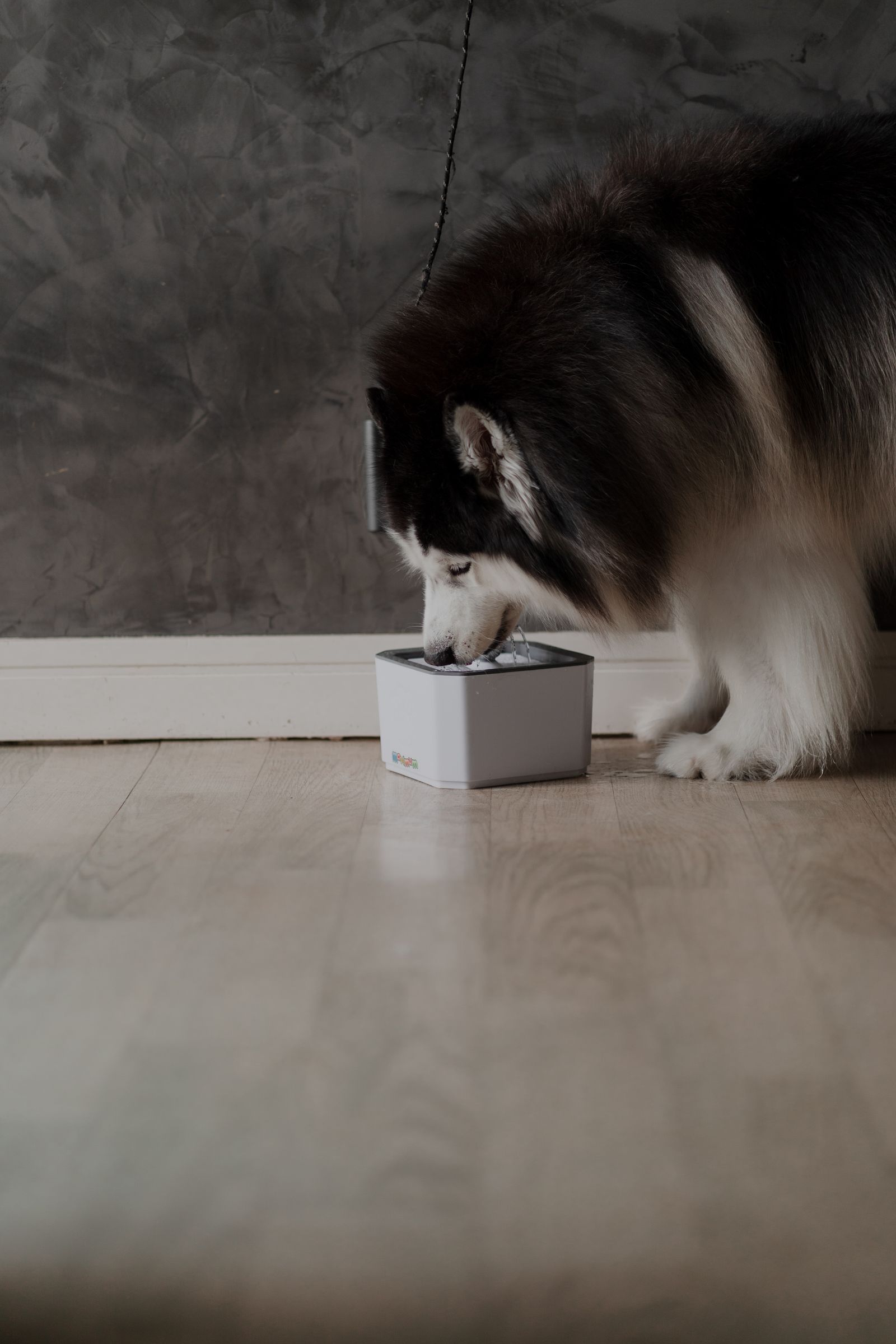 A husky eating from a rectangular dish