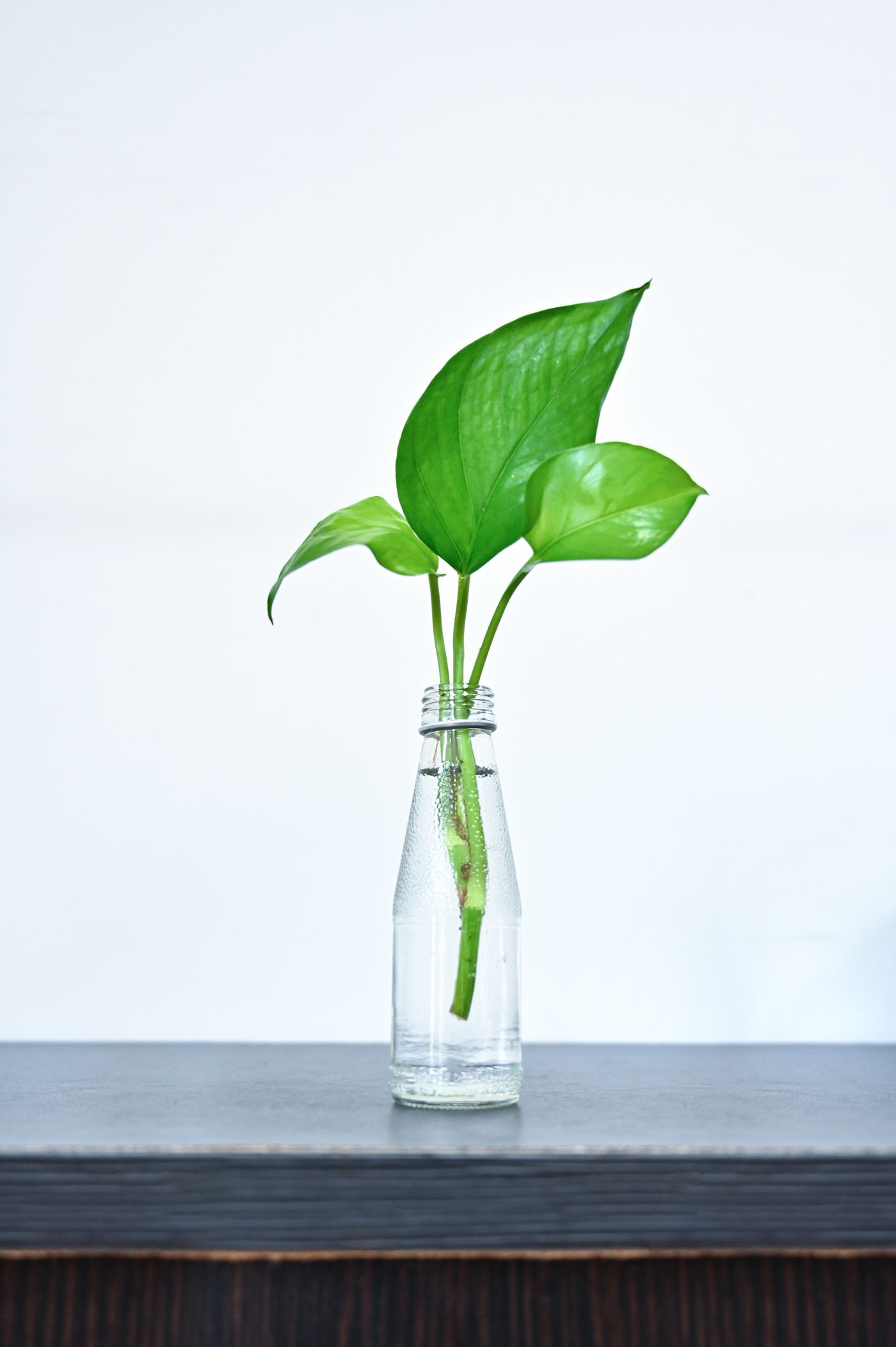 Single leafy cutting standing in a clear bottle