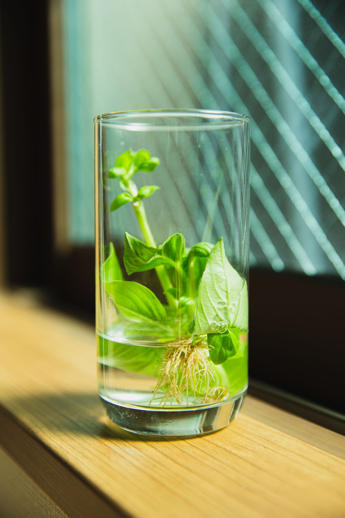 Leafy stems with roots visible through a glass of water