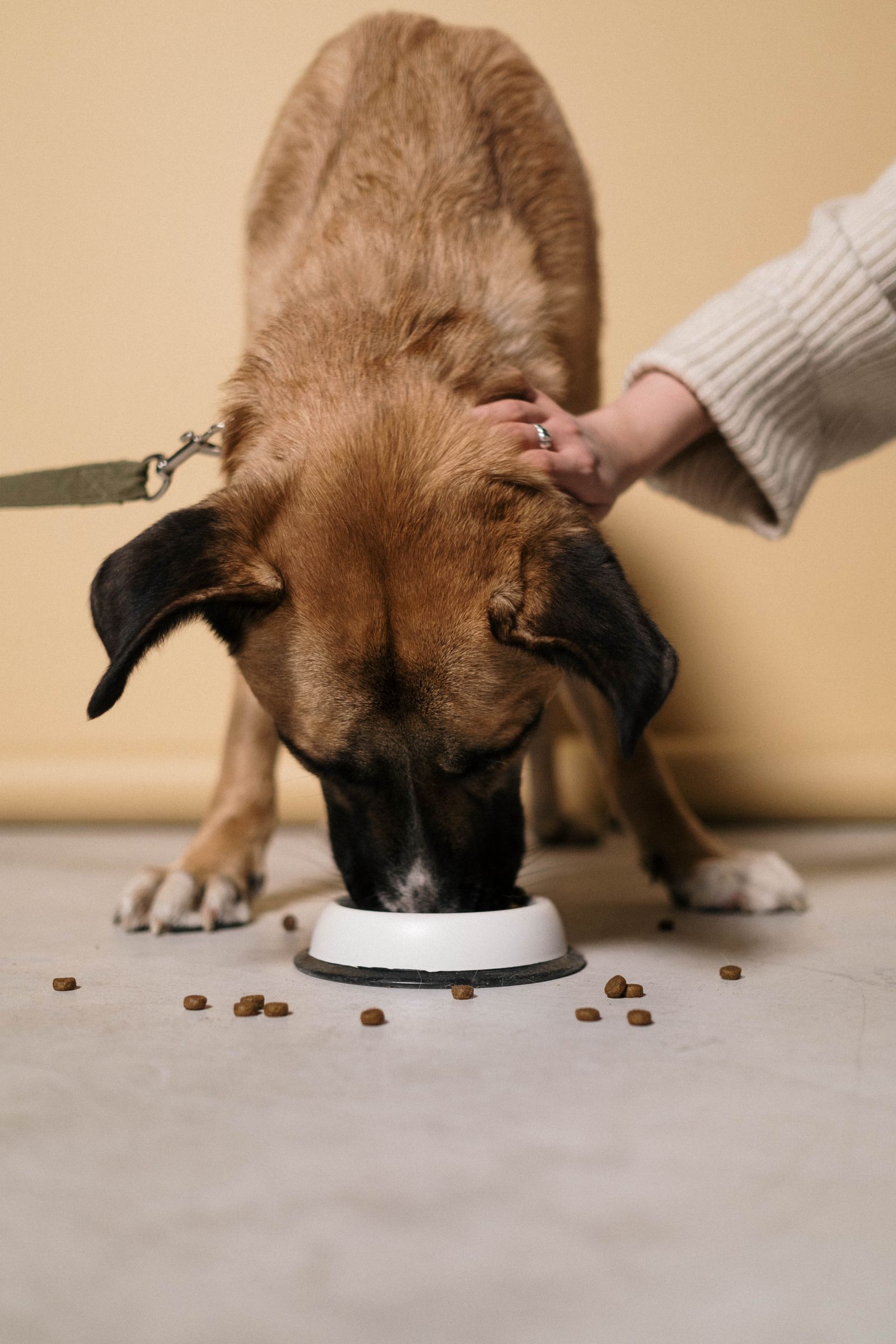 A dog eating while an owner’s hand rests beside it