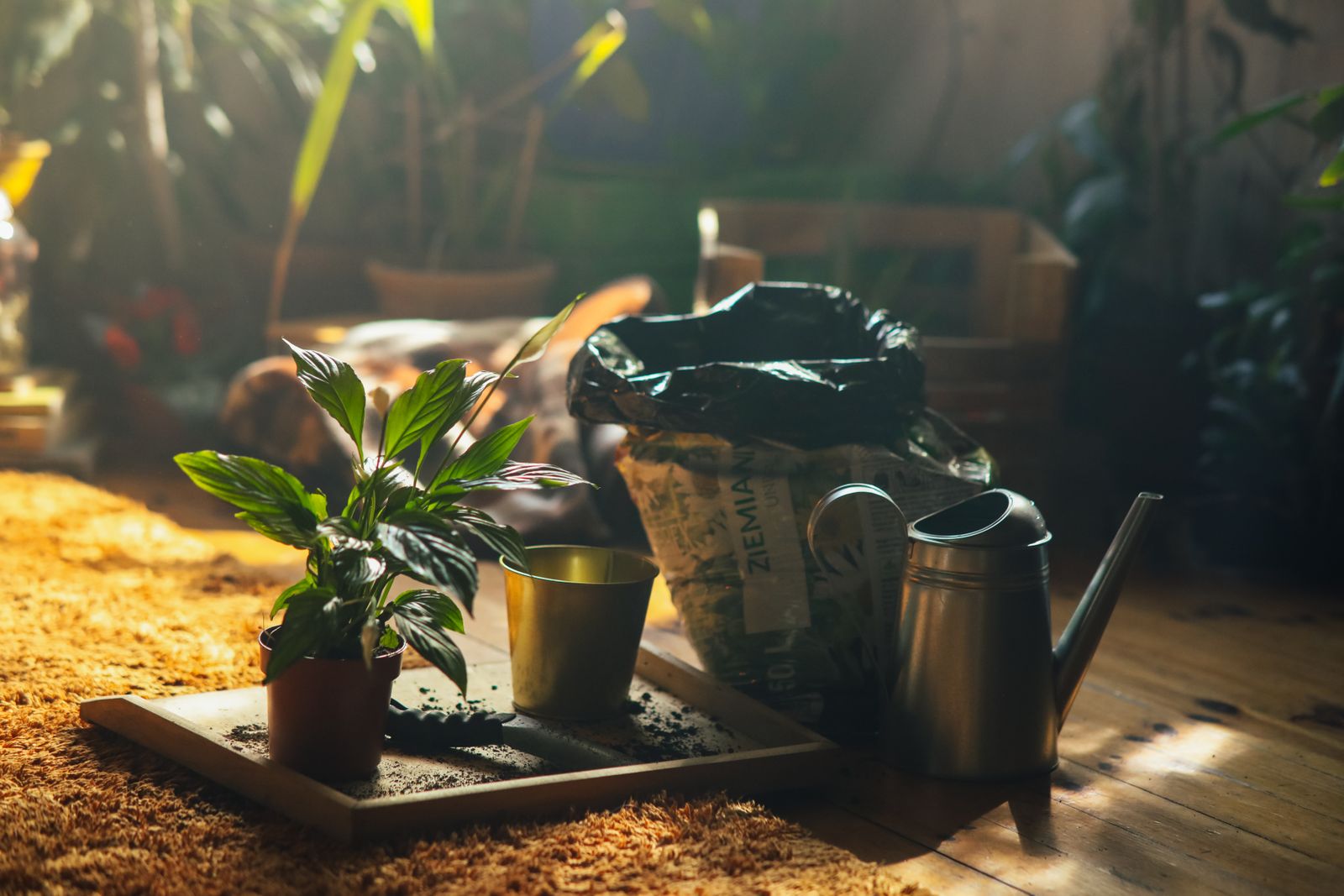 Plants and watering supplies on a floor tray in sunlight