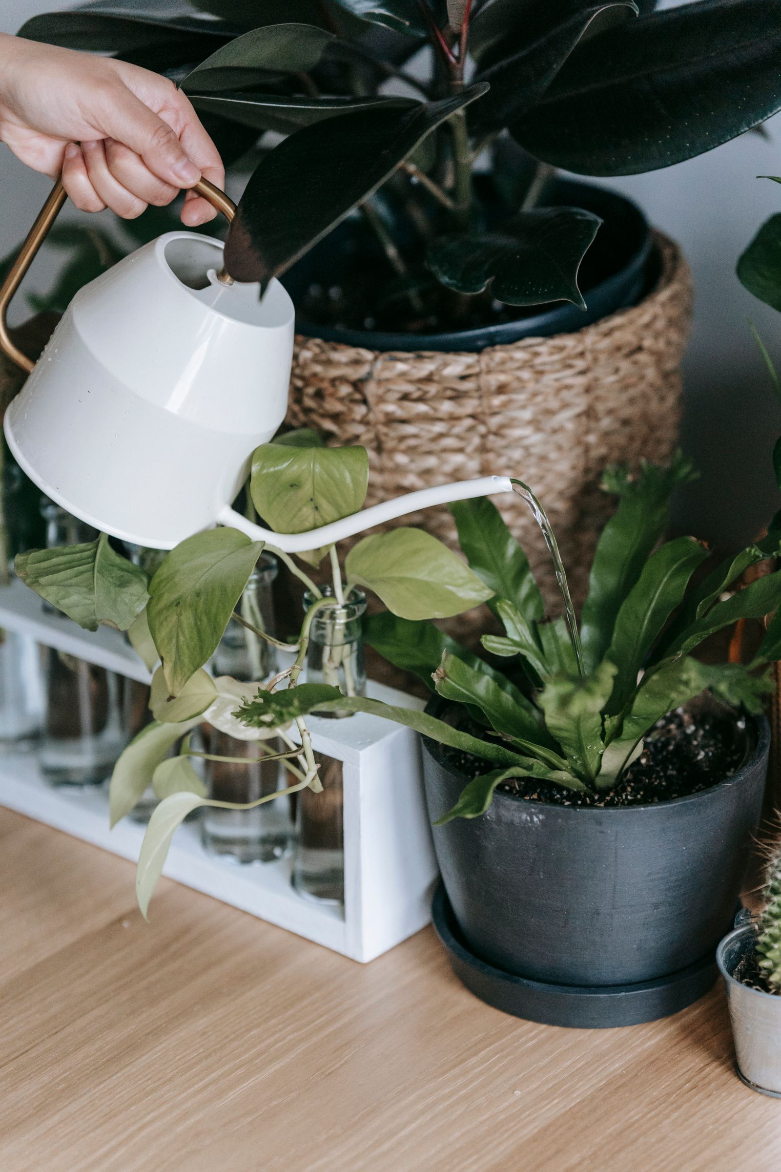 A person pouring water from a white watering can into a potted plant