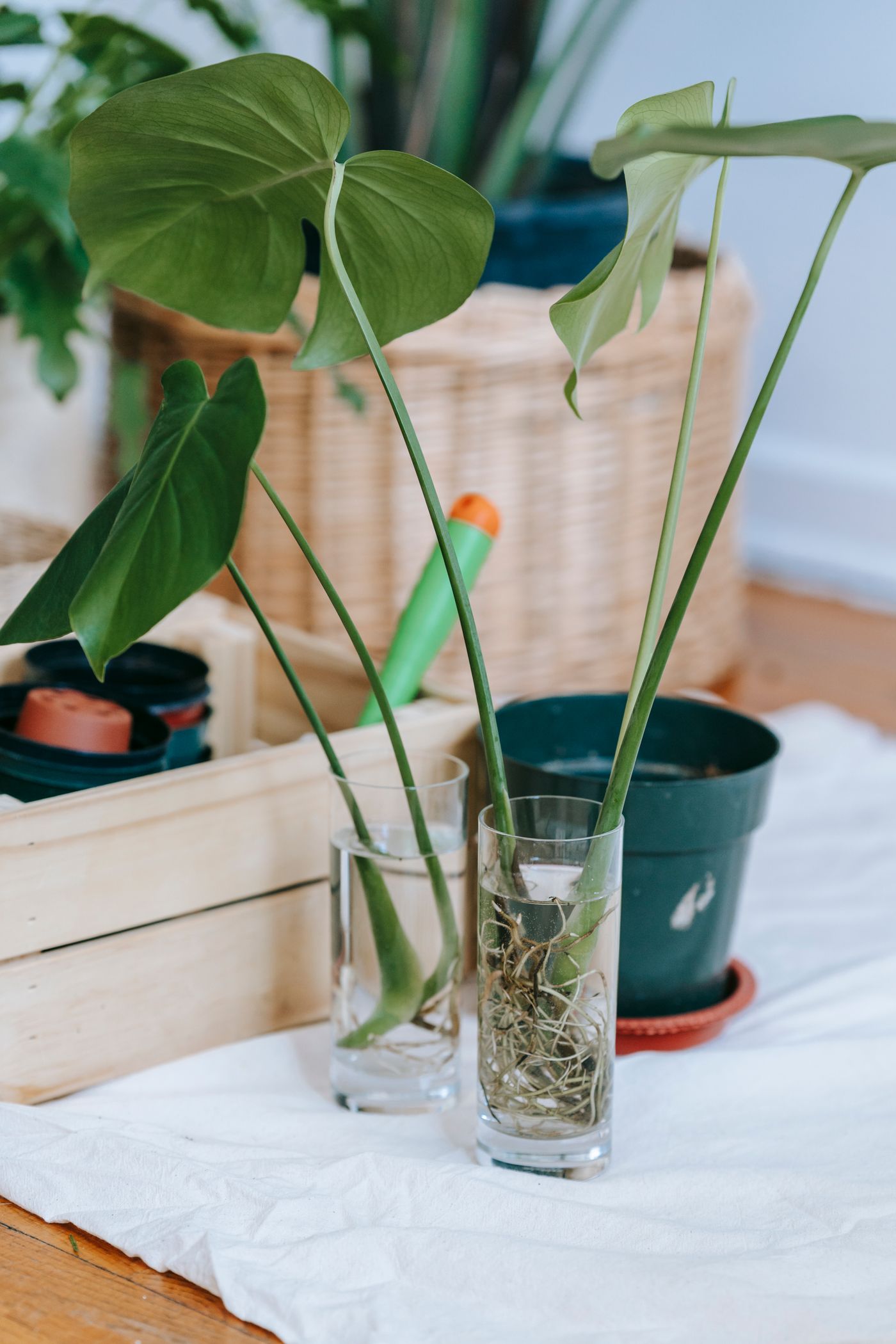 Track Houseplant Cuttings Without Losing the Parent Plant or Care Notes