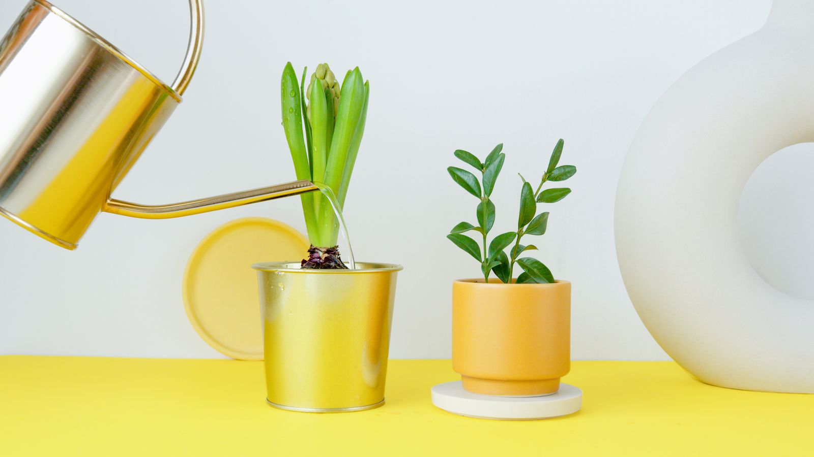 A gold-colored watering can beside two small potted plants
