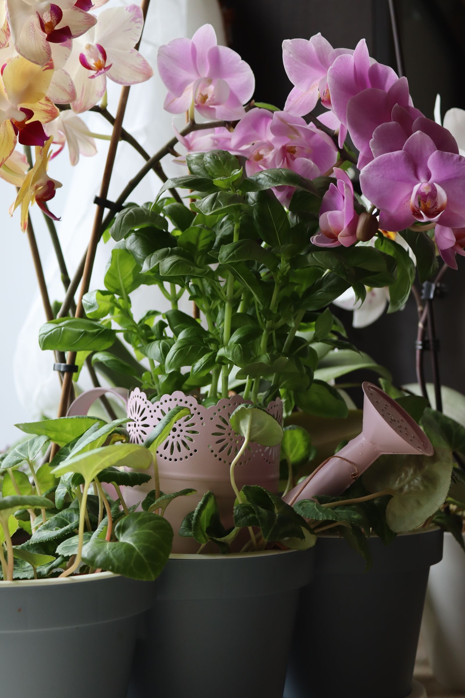 Orchid plants in black pots beside a pink watering can