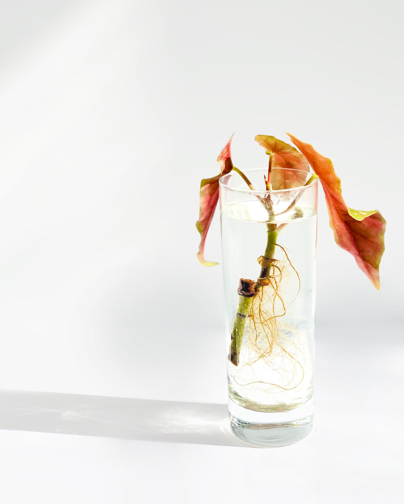 Plant stems and visible roots with changing leaf condition