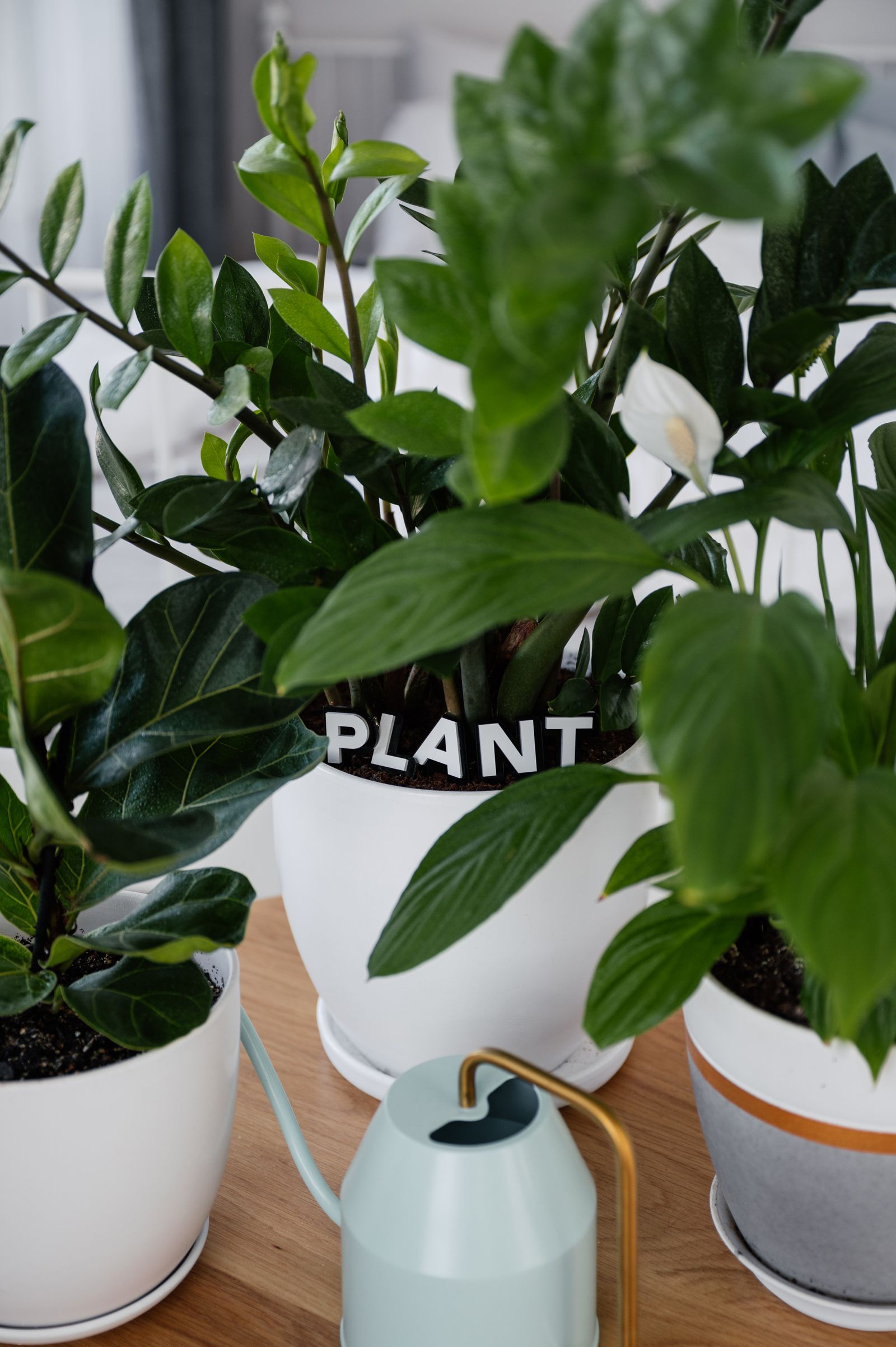 Potted plants, a plant book, and a pale watering can