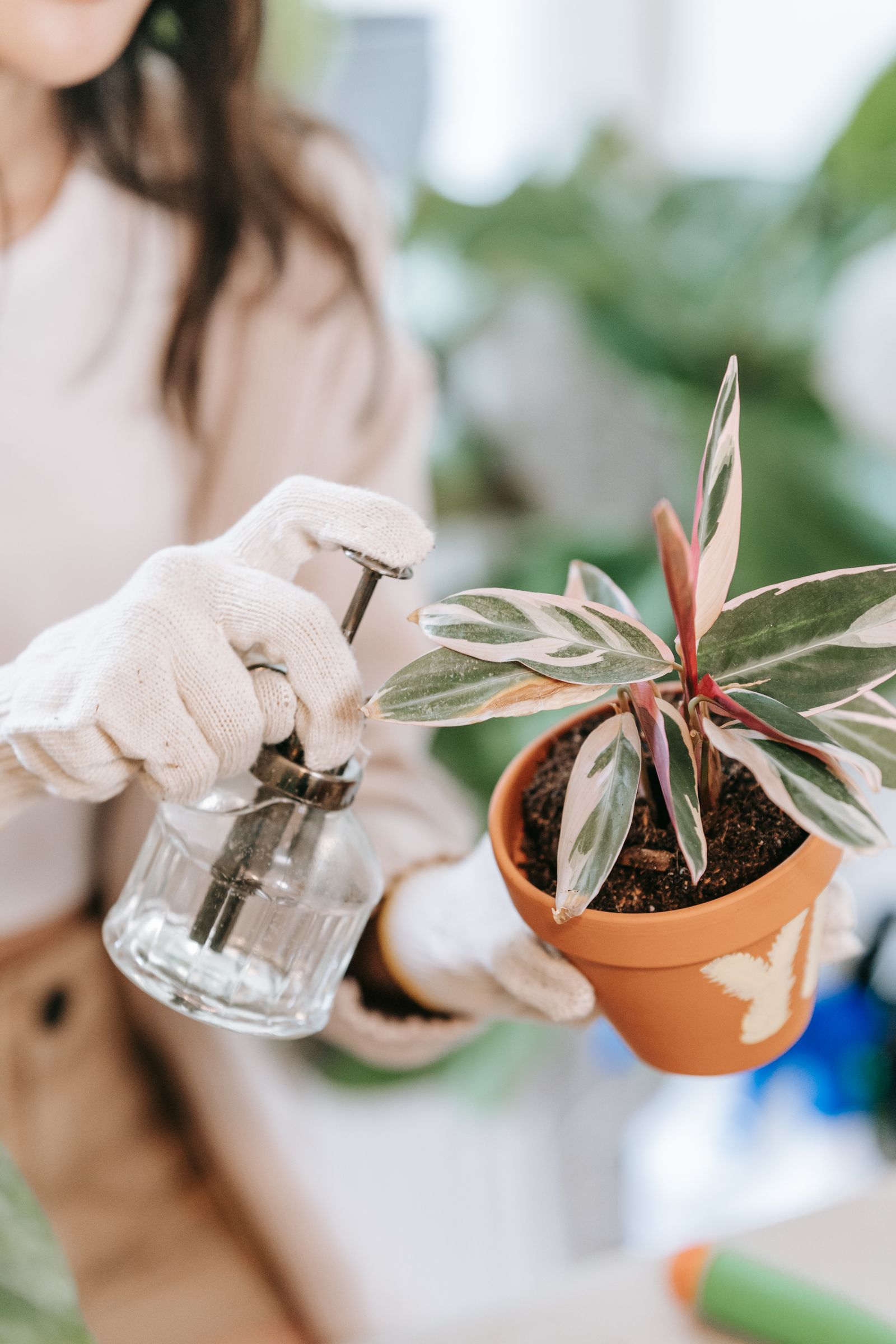 A person holding a potted plant and spraying its leaves