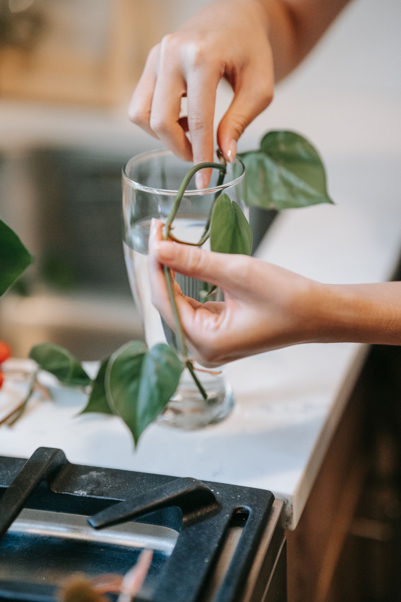 Hands inspecting a leafy cutting in a clear vessel